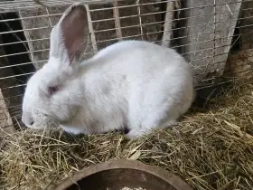 Králík