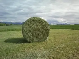 Prodám balíky sena