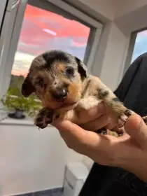 Nádherná štěňátka „Dorgi“ (Welsh Corgi x trpasličí jezevčík)