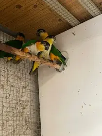 Amazonek černotemenný