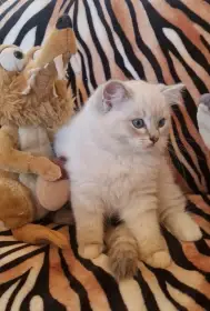 Koťatka Ragdoll s PP