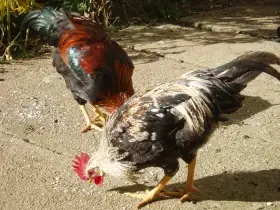 Prodám kohouta, kohoutky, kohouti do chovu
