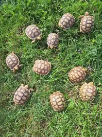 Želva ostruhatá (Centrochelys sulcata)