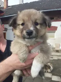 Šeltie / Sheltie s PP