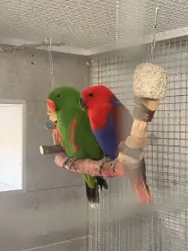 Samice do chovu