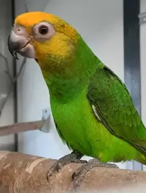 Poicephalus Flavifrons