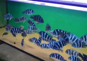 Cyphotilapia gibberosa 'Blue Zaire Moba'