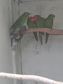Aratinga červenolící,dlouhoocasý.