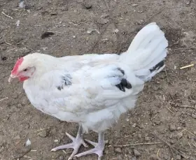 Bílý s černými brky