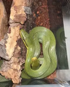 Gonyosoma oxycephala