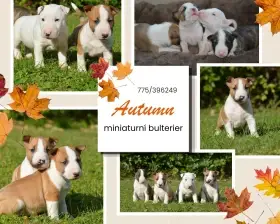 Miniaturní bulterier s PP FCI