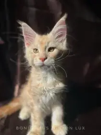 Maine coon