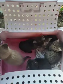 Koťátka k adopci