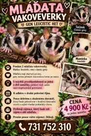 Prodej 2 samiček vakoveverek