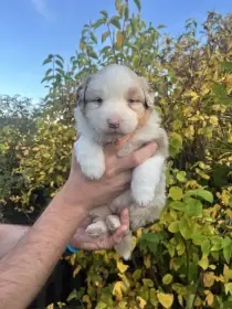 Arwen
