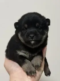 Shiba s PP