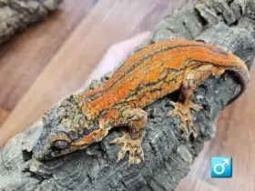 Prodám samce Pagekona hrbolkohlavého