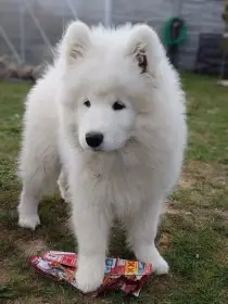 Samojed - štěňátka s PP