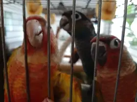 Ručně dokrmená mláďata pyrury zelenolícího