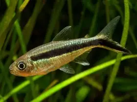 Tetra křivopruhá - Thayeria boehlkei