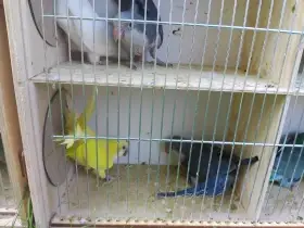 Mnichy nizinne