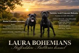 Staffordshire Bull Terrier. 