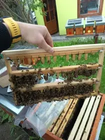 Včelí oddělky 39x24 na 5 rámcích pro rok 2027