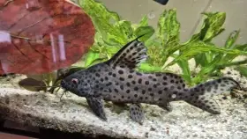 Peřovec skvrnitý (synodontis eupterus) - prodej