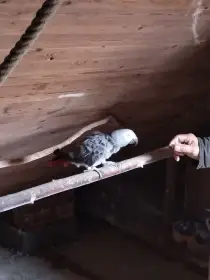 Prodám Žako Velký