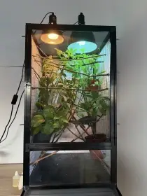 Chameleon pardálí