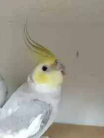 Korely pastelface