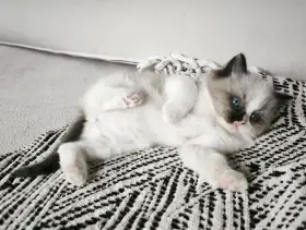 Prodám kocourky ragdoll s PP