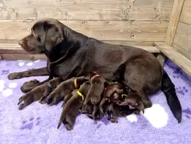 Labradorský retrívr - čokoládová štěňátka s PP