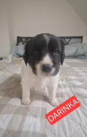 Český horský pes