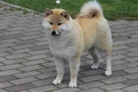 Shiba inu s PP FCI