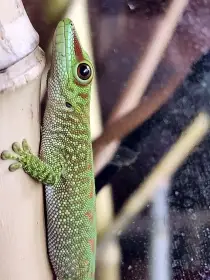 Felsuma madagaskarská
