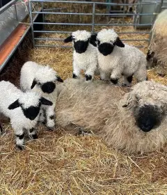 Valais black nose