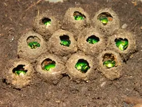 Páry Chlorocala africana camerunica