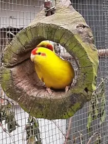 Kakariki
