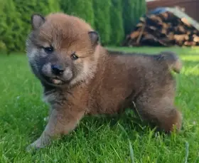Shiba inu kan kölykök