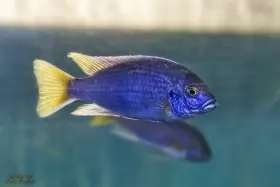Malawi odchovy
