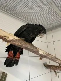 Kakadu havrani samec
