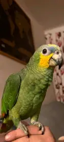 Amazonaz