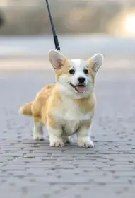Corgi pejsek s výstavním potenciálem na prodej