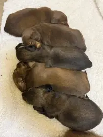Štěňata typ trpasličí/králičí dlouhosrstý jezevčik