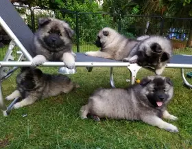 Vlčí špic/Keeshond s PP (FCI)