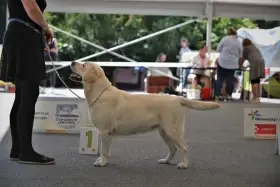 Labrador retriever