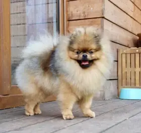 Pomeranian s PP/ FCI pes