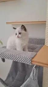 Kotě Ragdoll s PP