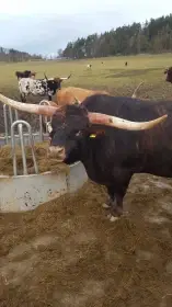 Plemenný býk Texas Longhorn